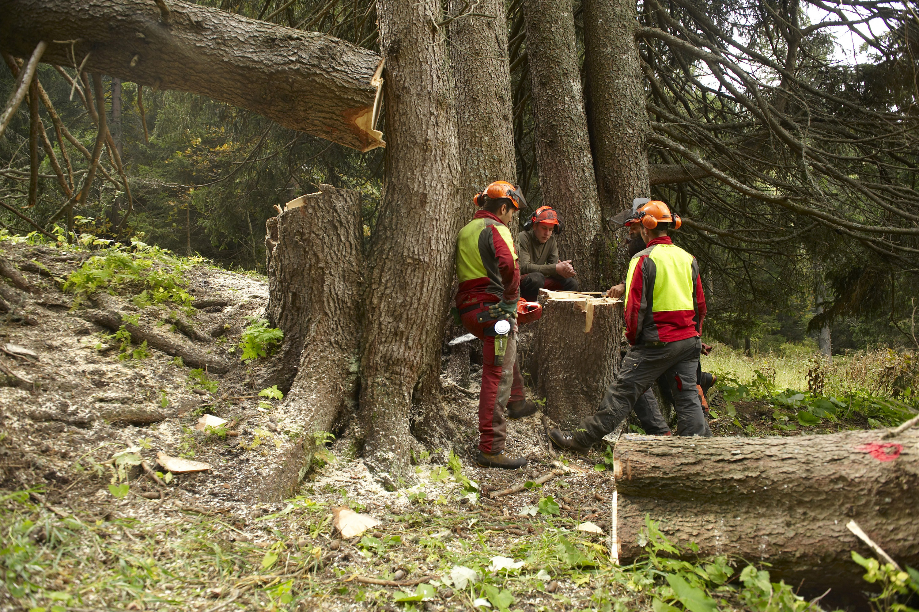 Drei Waldarbeiter nach einer Baumfällung